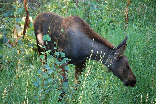 utah cabin wildlife moose pinesranch