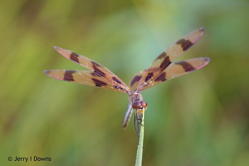insect dragonfly indiana greenecounty ias goosepond halloweenpennant jerryidowns