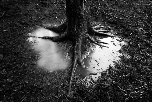 white black tree wet water forest heart sweden trunk sverige root shape östergötland bjärkasäby canoneos7d