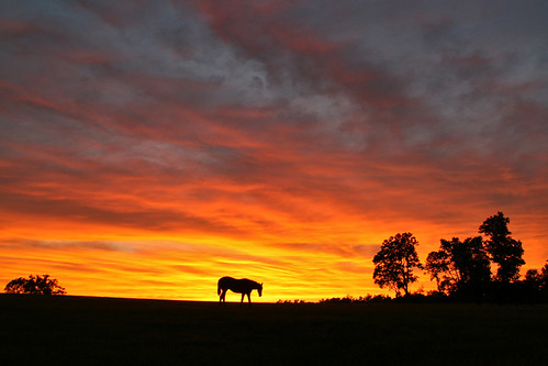 sunset sky horse clouds top5