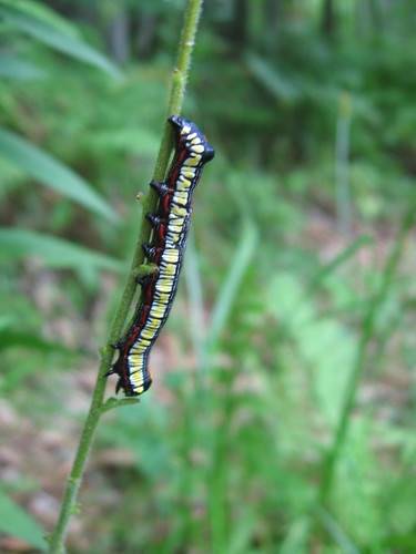 camp caterpillar