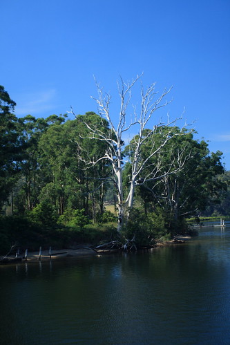 cruise tree river gum landscape bay clyde australia nsw batemans