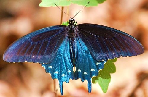 blue bmna pipevineswallowtail battusphilenor huntsvilleal montesanostatepark 061107 buzznbugz top5butterflies jayman931