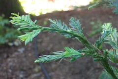 Close up Sequoia branch 