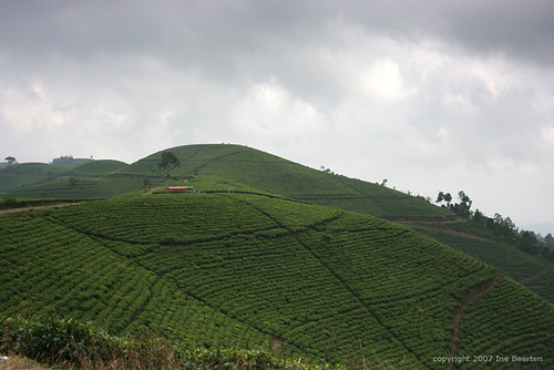indonesia geotagged java tea plantations kemuning geo:lat=7526893 geo:lon=111035385