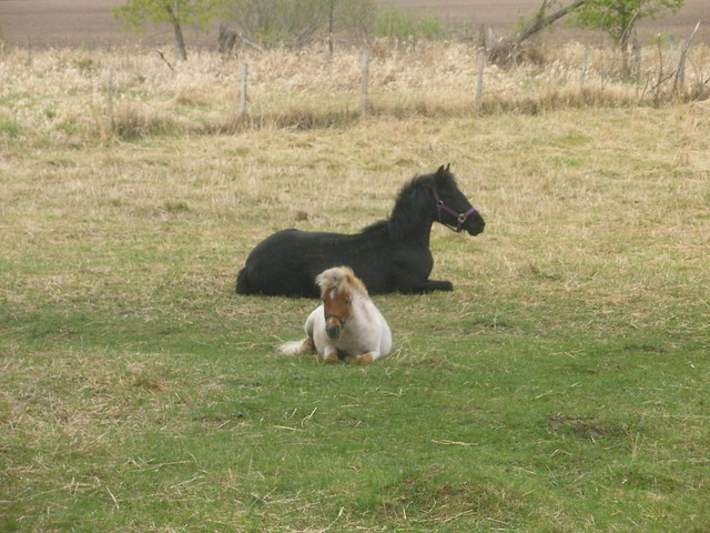 Bailey and Hoss Resting in Pasture