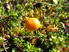 a tiny mushroom 