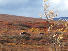 Caribou herd two 