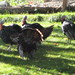 Turkeys at Indian Valley Meats