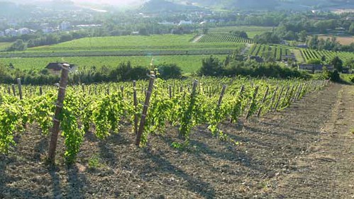 vineyard italia wine doc rosso bianco grape romagna fruite terroir vigneto docg vigna
