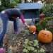 rachel positions some jack o lanterns she carved out to announce the kids' birthday party tonight