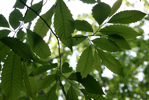 Young American Chestnut trees