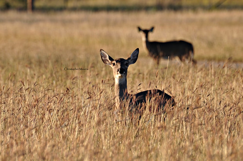 chris grass animal evening nikon texas wildlife deer does colos whitetail 70300 d90 mourra