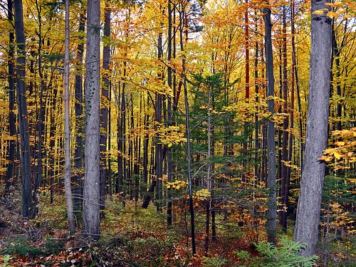 wood autumn color fall nature forest geotagged austria europe loweraustria reichenau