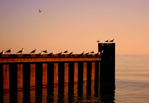 beach nature water sunrise gulls lakemichigan explore superbmasterpiece megashot