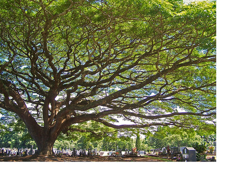 trees nature beautiful island hawaii bigisland hilo