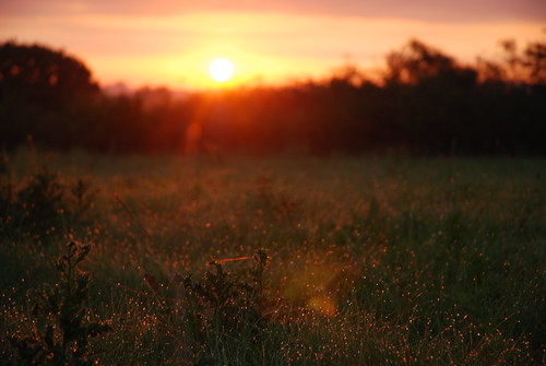 light field sunrise denmark dew