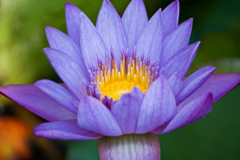 The Lotus of Mallampuzha
