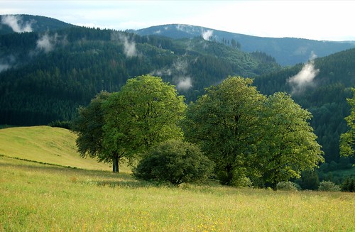 trees mountains green nature forest wiese berge grün bäume harz sanktandreasberg glockenberg wälder