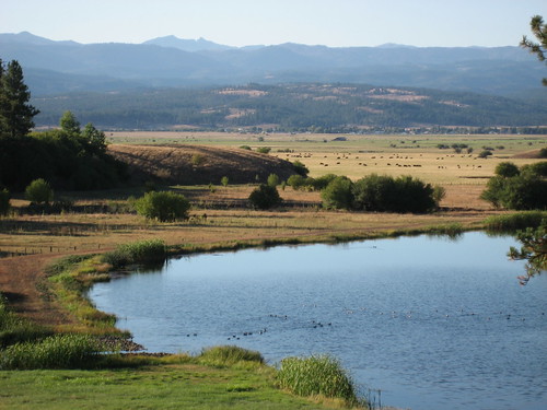 landscape pond cattle ducks idaho newmeadows newmeadowsidaho