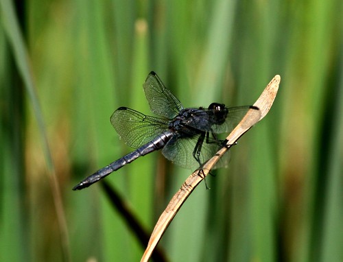 dragonfly bokeh swamp peakedmountain
