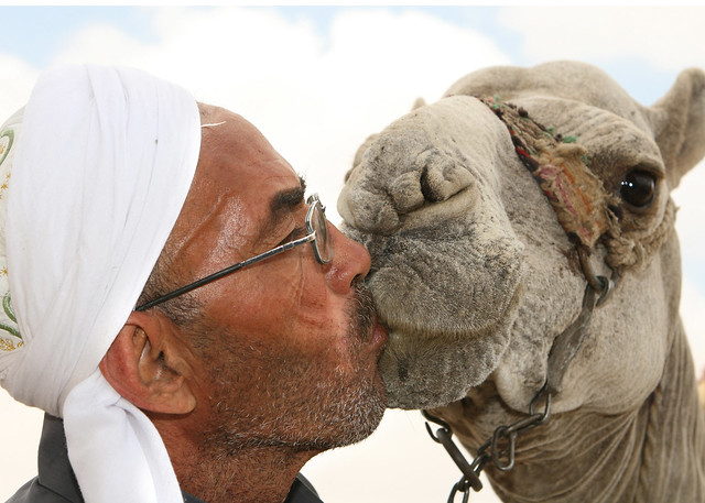 Man Kissing Camel near Sphinx in Cairo