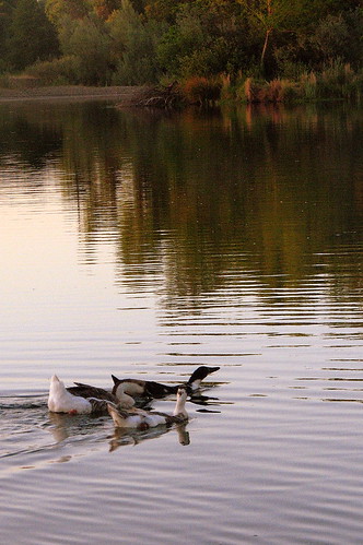 sunset summer nature water june canon river ducks 2007 s3is