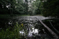 pond behind jeni sue & carlisle's house    MG 2984 