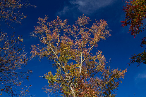 virginia chesterfieldcounty parks localparks robiouslandingpark fallcolor treessky blueskieswhiteclouds fall november2010 november 2010 canon241054l