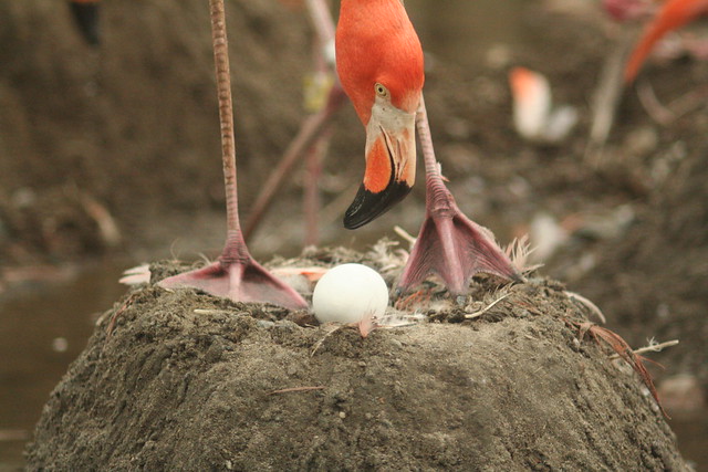 New Flamingo Egg | Flickr - Photo Sharing!