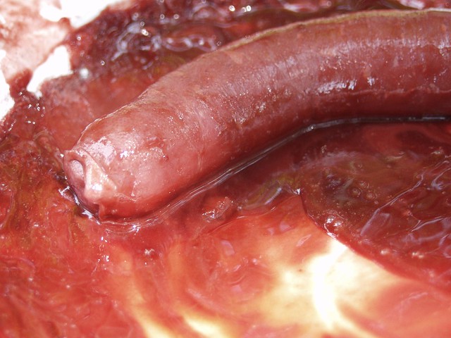 Uncircumsized Penis Photo 105