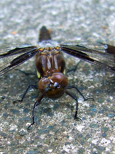 macro dragonfly finepix ugly fujifilm arsi s6000fd arsidubu arsiliam