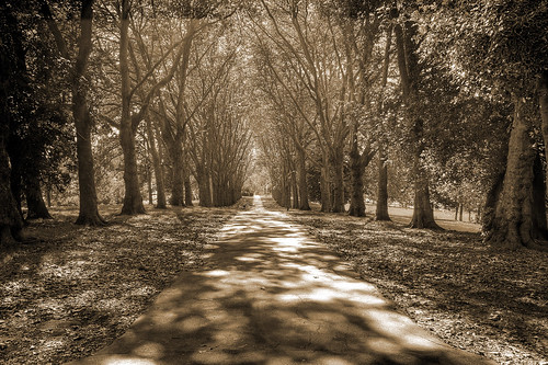 park trees sepia bristol vanishingpoint shadows path hdr stgeorgespark 3xp bristolstgeorge
