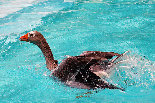 pool swimming goose pilgrim aswpix pilgrin pilgrimgeese