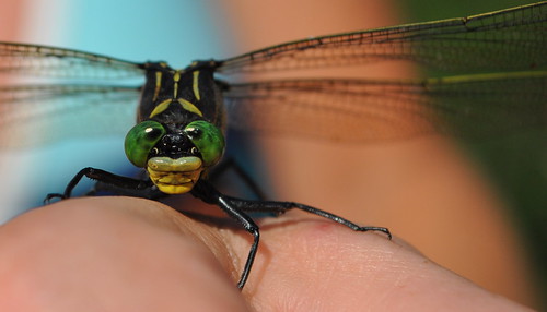 summer green eyes hand dragonfly