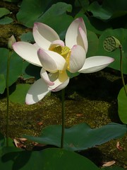 Lotus Flower At Vienna Botanical Garden Belvedere Richaruto Flickr