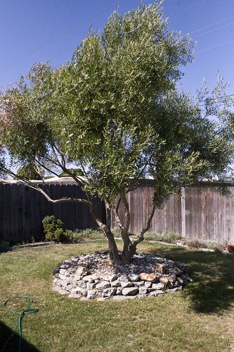 Parent's Olive Tree