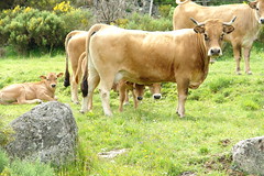 Inquisitive calves - Photo of Chanaleilles