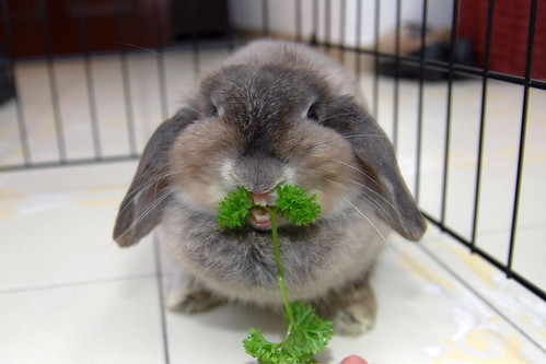pet rabbit bunny animal mammal singapore parsley opal 兔 hollandlop andora 兎 lagomorph opalhollandlop englishparsley parsleymonster