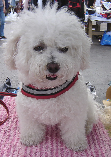A white dog at the flea market