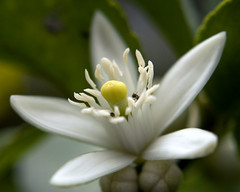 Azahar de limón - Lime flower