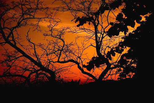 trees sunset red sky italy orange black silhouette yellow nikon ems montecatinialto flickrchallengegroup pscontestsilhouette