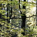 autumn leaves in tryon creek state park