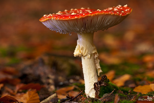 autumn macro fall mushroom closeup herfst fungi amanitamuscaria paddenstoel flyagaric vliegenzwam theperfectphotographer bracom guttatiedruppels