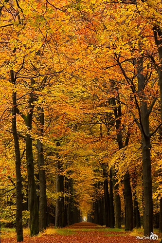 autumn tree forest woods path tistheseason goldenleaves bracom mygearandmepremium bramvanbroekhoven