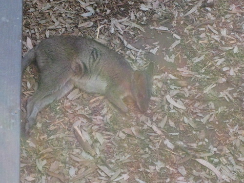 Sleepy wallaby