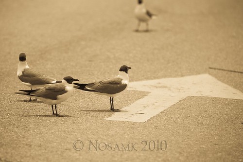 seagulls ferry nc pavement gulls northcarolina arrow pointing fortfisher nikonafsteleconvertertc17eii nikonafsnikkor70200mmf28gedvr
