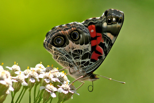 summer wisconsin butterfly mercer naturesfinest americanlady vanessavirginiensis upnort karmapotd