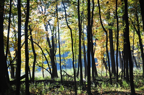 autumn trees light sunlight black green fall lines sunshine yellow forest woods october trunks straight maples crooked mortonarboretum