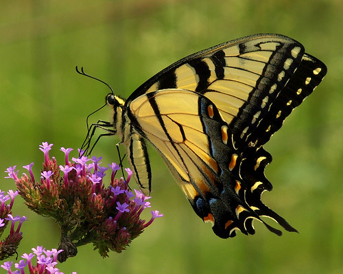 butterfly swallowtail verbena naturesfinest supershot aswpix abigfave